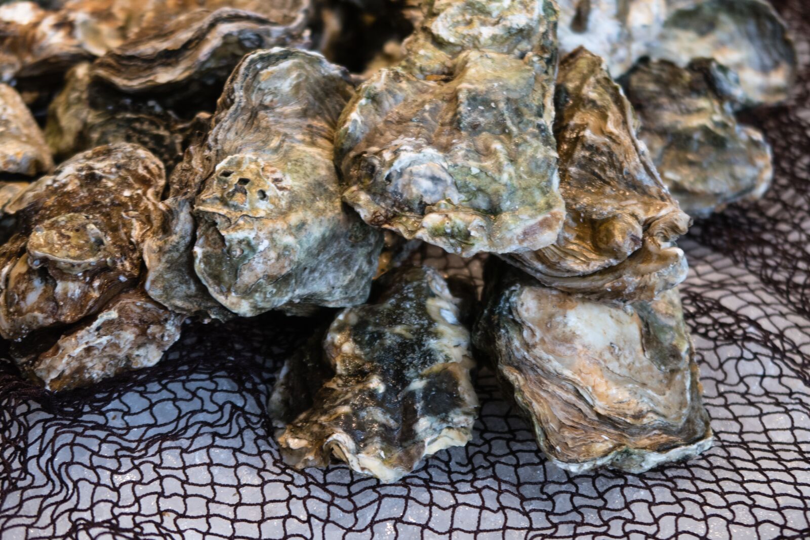 Canon PowerShot G7 X Mark II sample photo. Oyster, shell, market photography