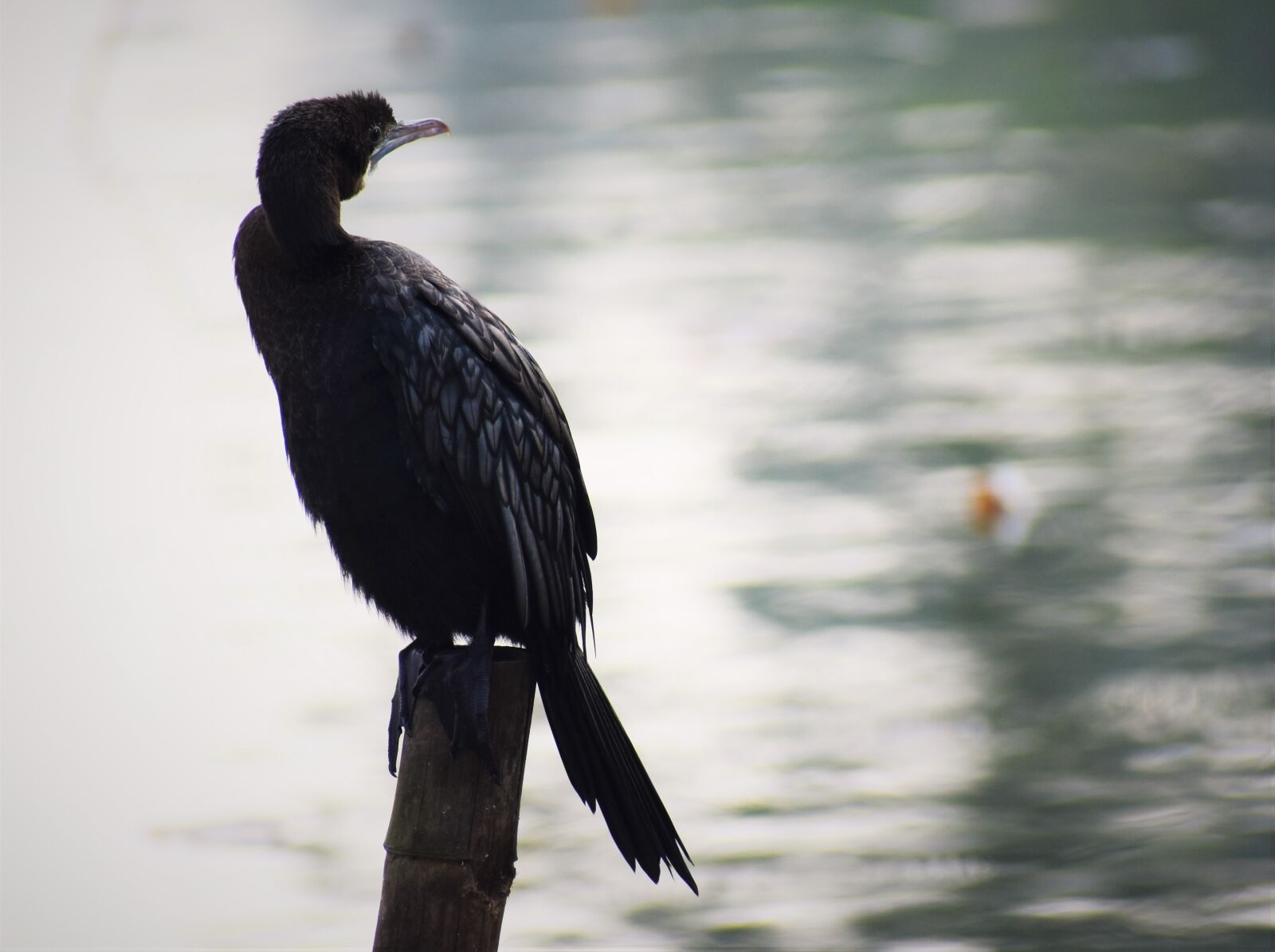 Nikon D5600 sample photo. Bird, wildlife, nature photography