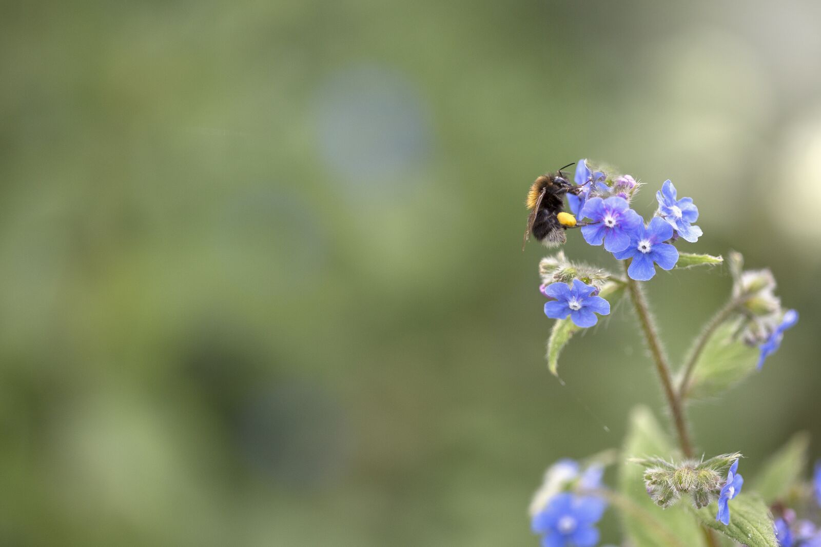 Canon EOS 5D Mark III sample photo. Bumblebee, insect, nature photography
