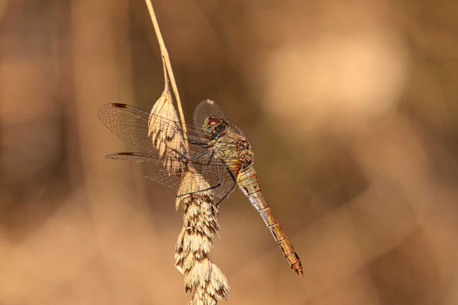 Canon EOS 7D Mark II + Canon EF 100-400mm F4.5-5.6L IS II USM sample photo. Dragonfly, nature, insect photography