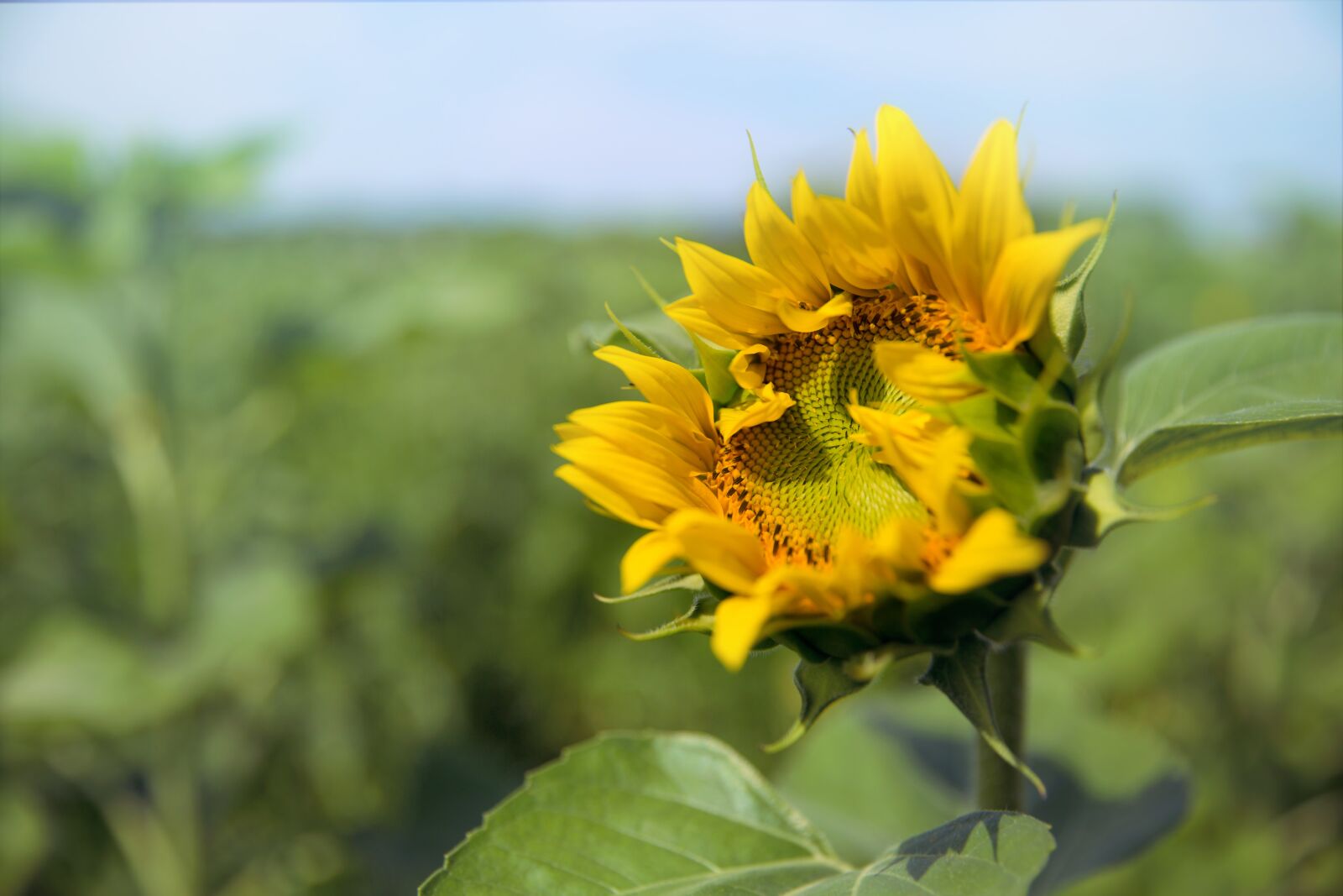 Canon EF 24-70mm F2.8L II USM sample photo. Sunflower, sunny, yellow photography