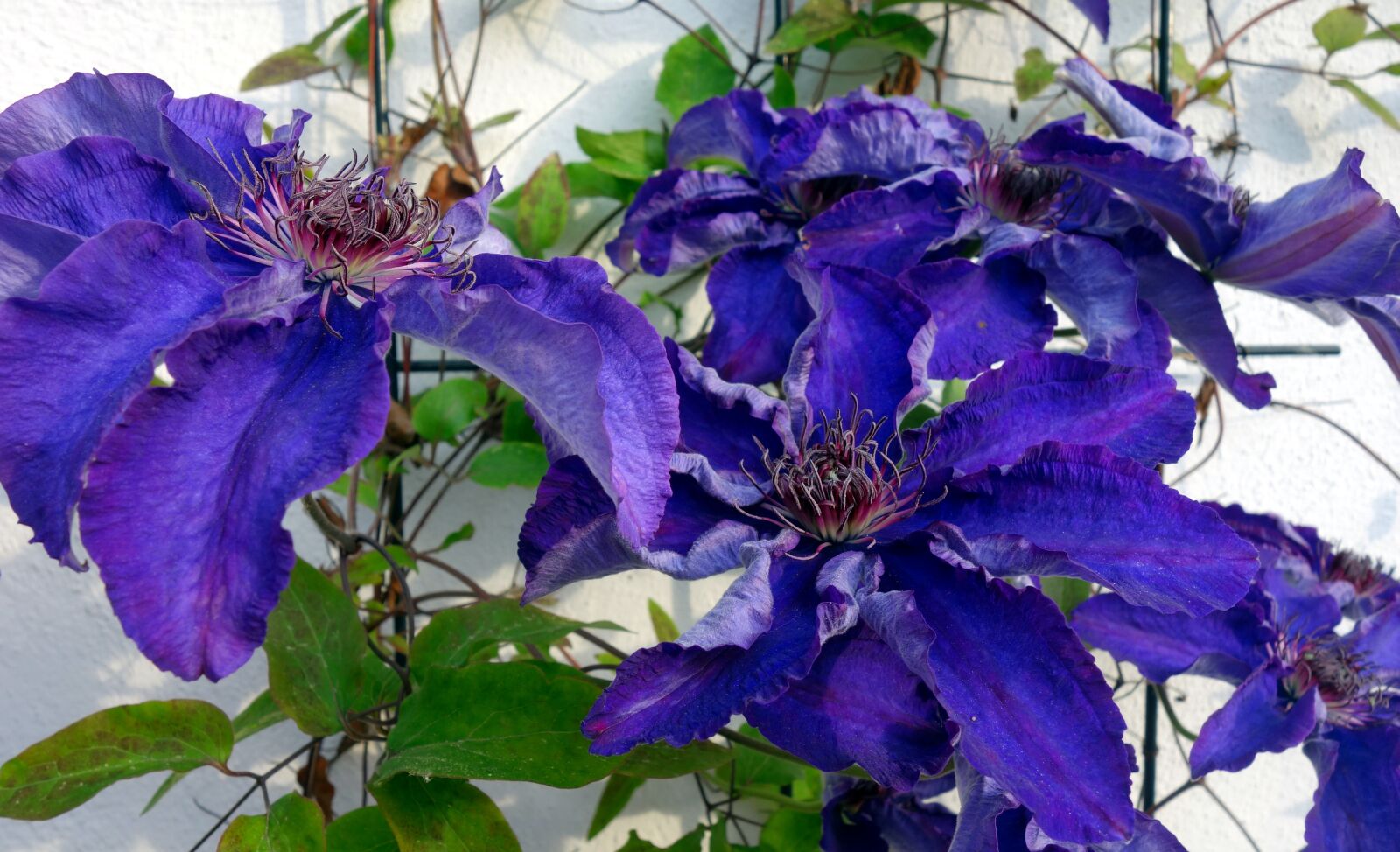 Sony Cyber-shot DSC-RX100 sample photo. Clematis, blossom, bloom photography