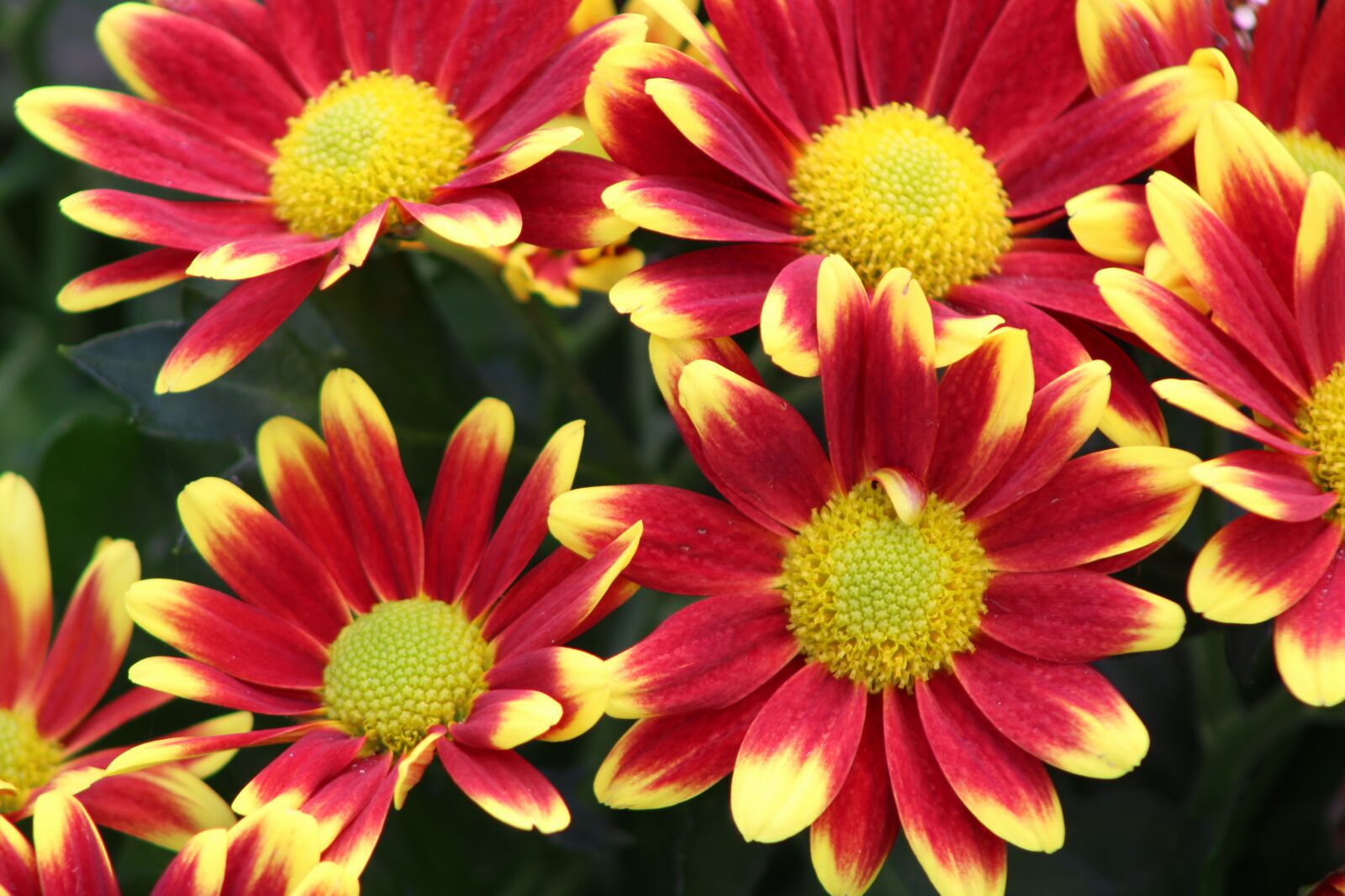 Canon EOS 2000D (EOS Rebel T7 / EOS Kiss X90 / EOS 1500D) sample photo. Red flower, yellow, chrysanthemums photography