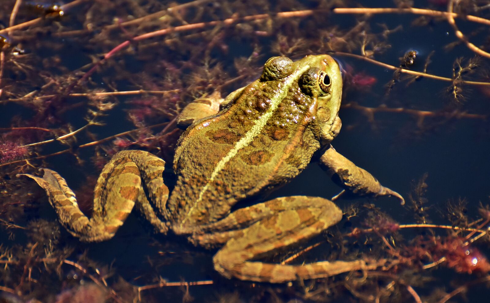 Nikon D7200 sample photo. Frog, pond, animal photography