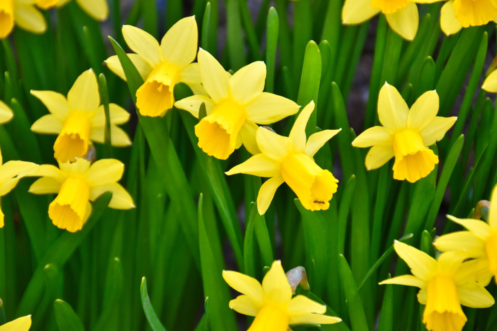Nikon D5600 sample photo. Green, yellow, flowers photography