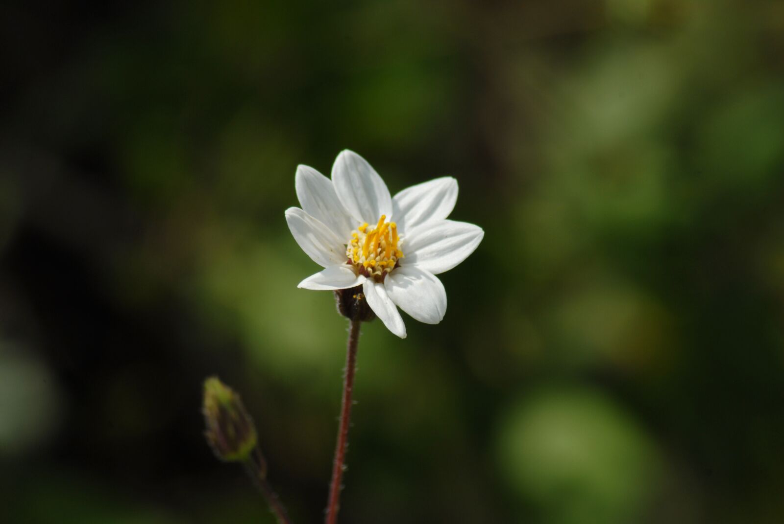 Nikon D200 sample photo. White flower, nature, wild photography