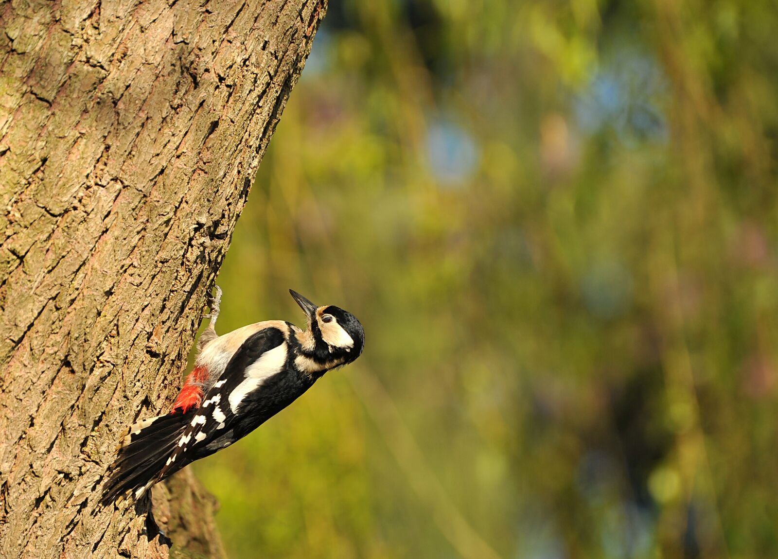 Nikon D3S sample photo. Woodpecker, great spotted woodpecker photography