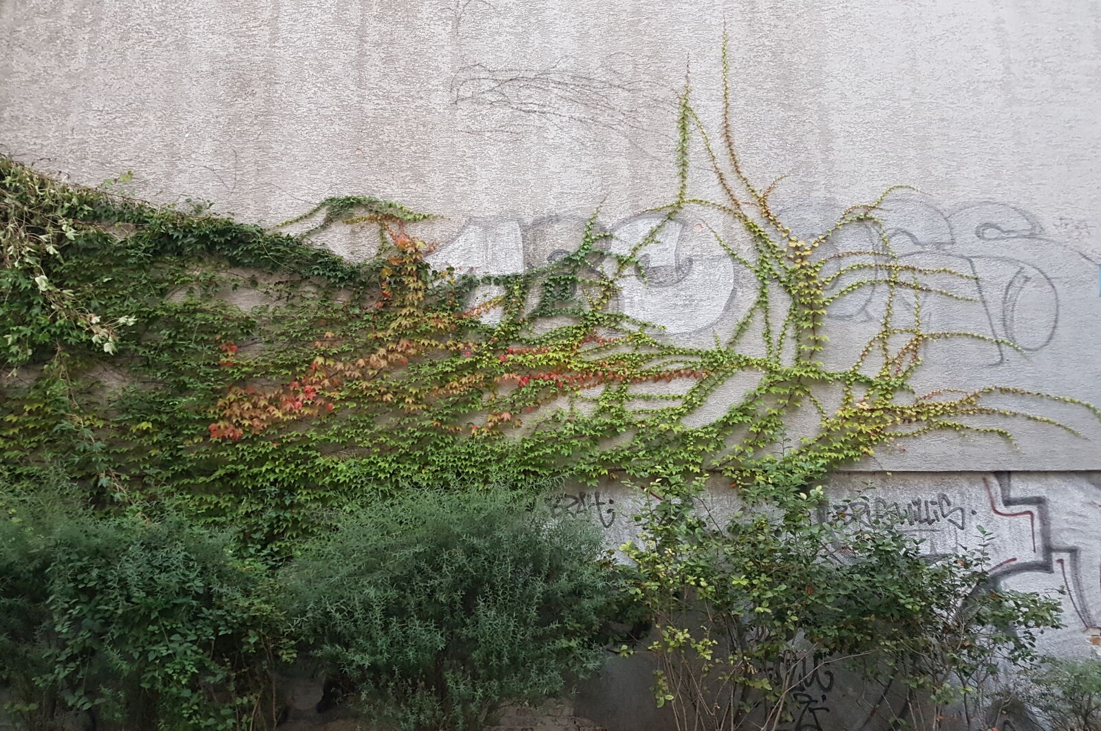 Samsung Galaxy S7 sample photo. Background, bushes, graffit, green photography