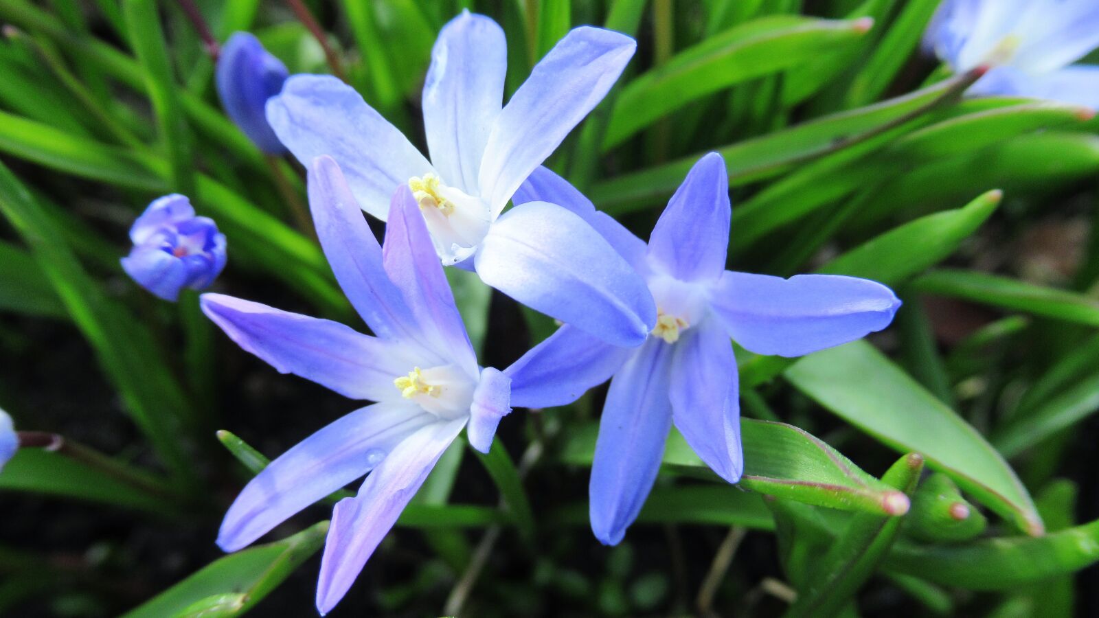 Canon PowerShot SX620 HS sample photo. Star hyacinth, flower, flora photography