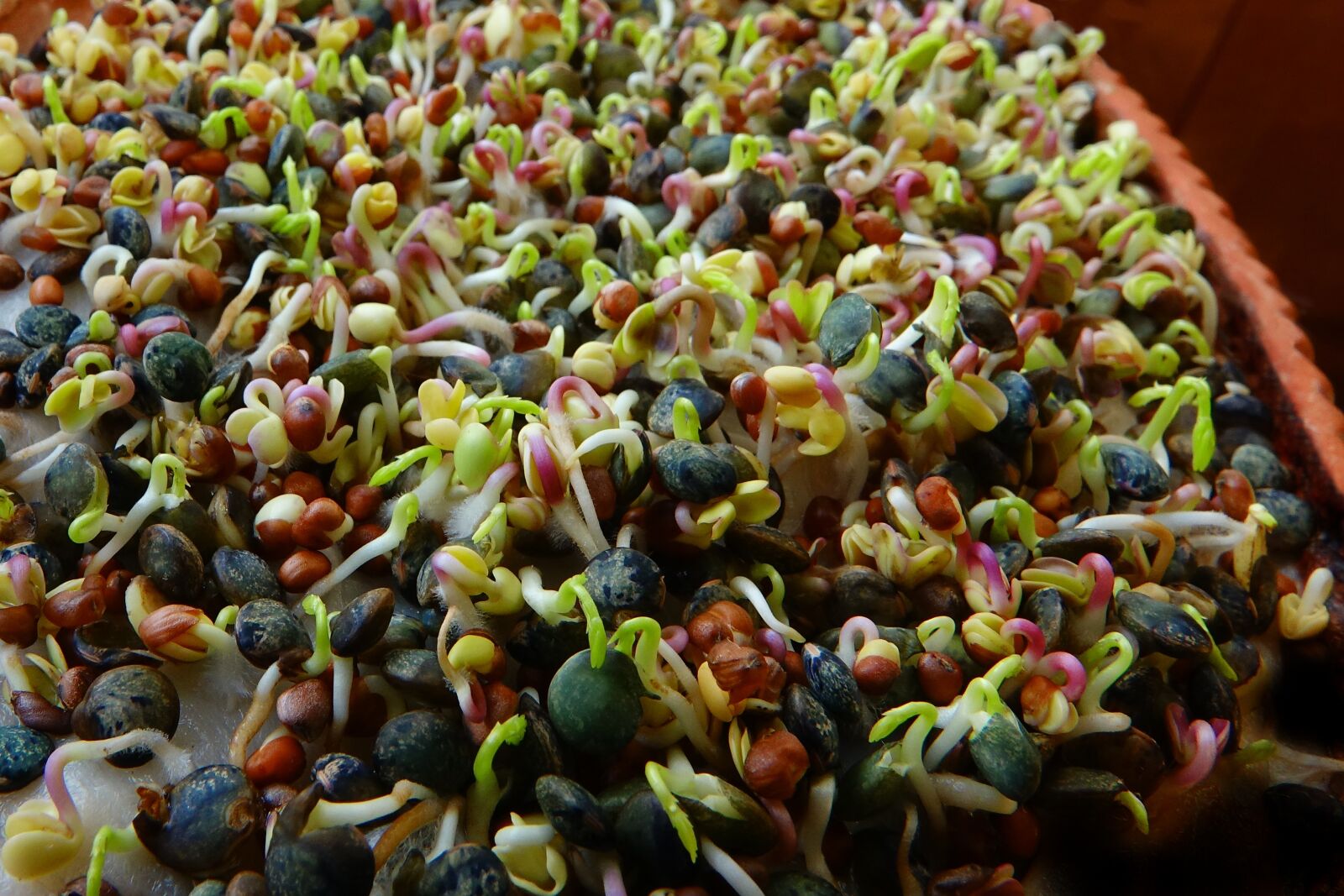 Sony Cyber-shot DSC-RX10 III sample photo. Seedlings, food, vegetables photography