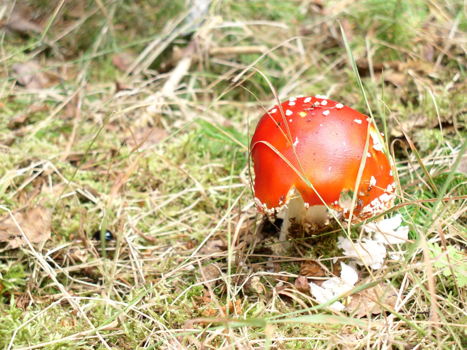 Olympus C4100Z,C4000Z sample photo. Fungus, forest, leaves photography