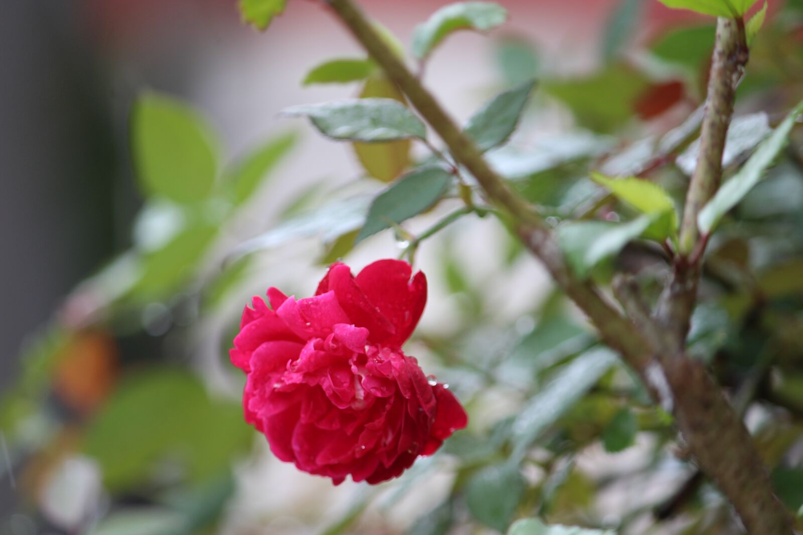 Canon EOS 1200D (EOS Rebel T5 / EOS Kiss X70 / EOS Hi) sample photo. Flower, nature, rose photography