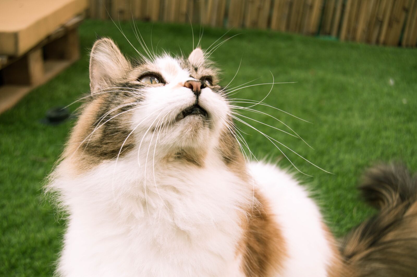 Nikon D3200 sample photo. Cat, animal, pet photography