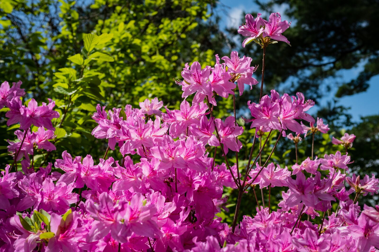 Panasonic Leica DG Summilux 25mm F1.4 II ASPH sample photo. Azalea, pink, flower photography