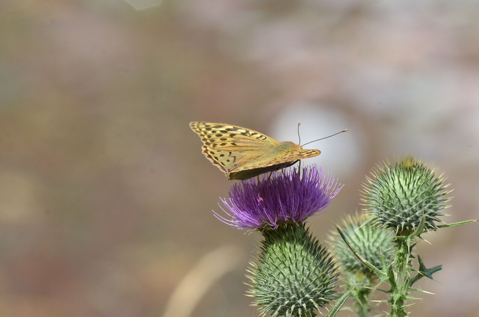 Nikon D7000 sample photo