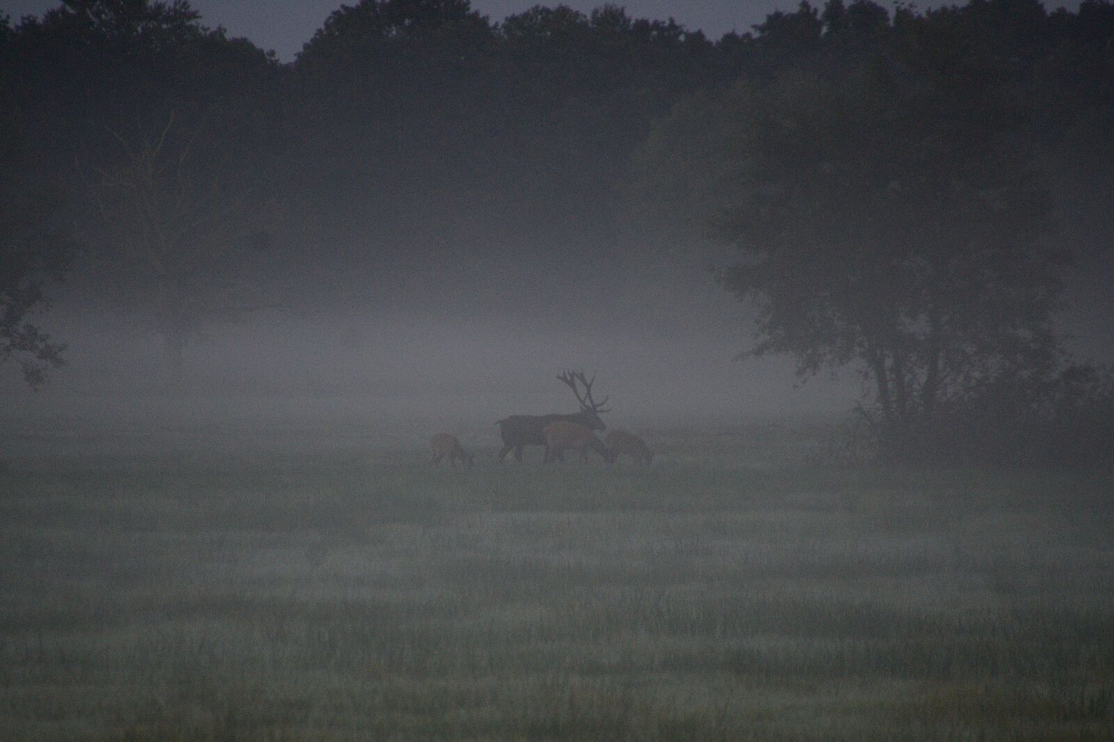 Nikon D7000 sample photo. Deer rutting, red deer photography
