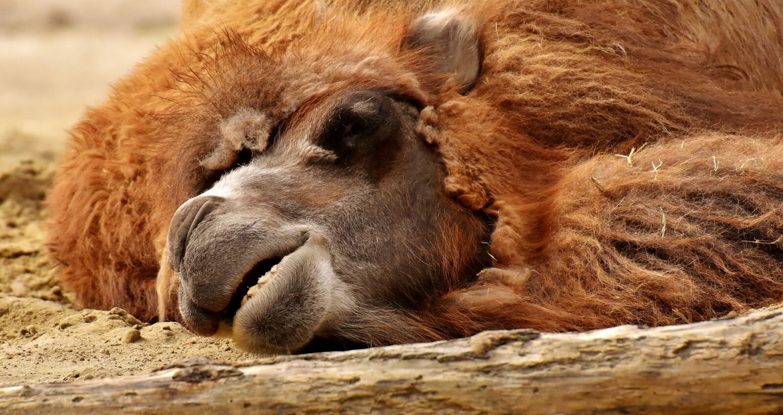 Nikon D7200 sample photo. Camel, zoo, animal photography