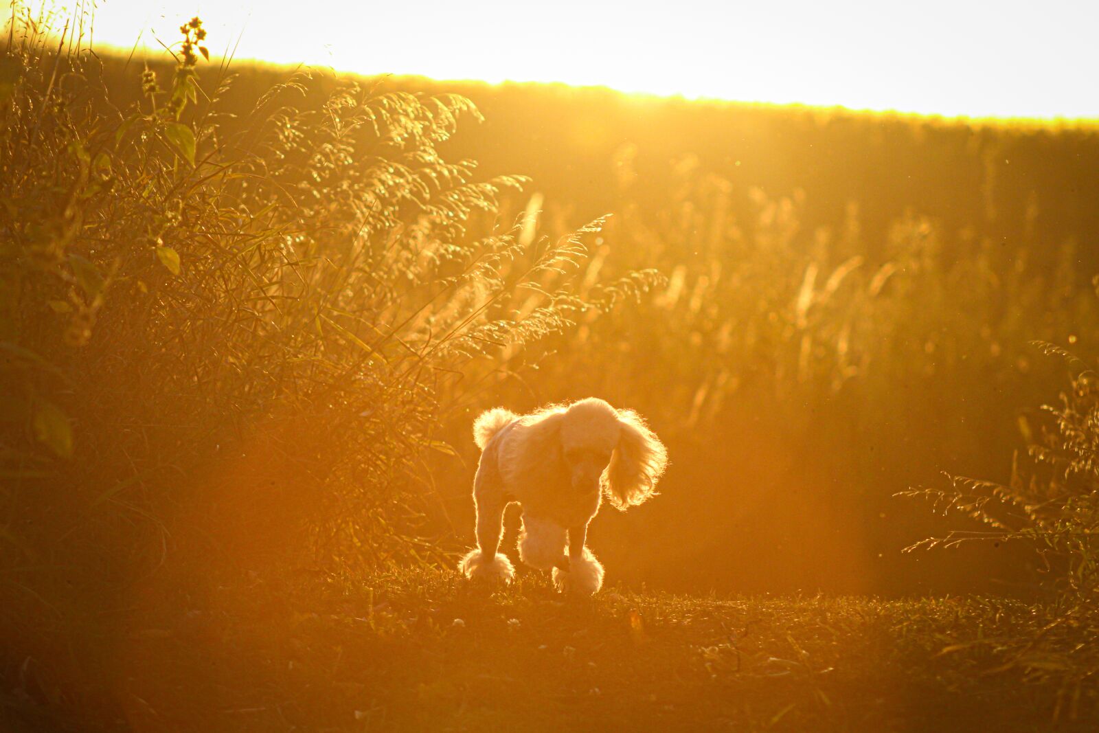 EF75-300mm f/4-5.6 sample photo. Dog, sunset, walks photography