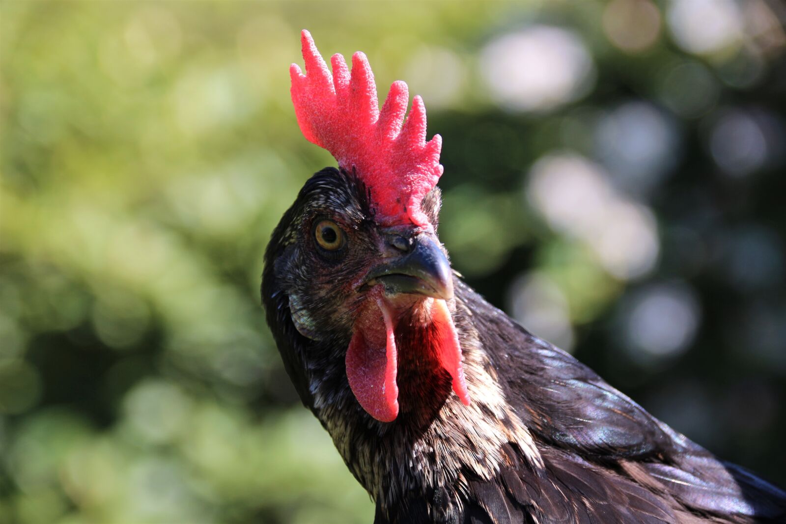 Canon EOS 700D (EOS Rebel T5i / EOS Kiss X7i) sample photo. Chicken, hen, animal photography