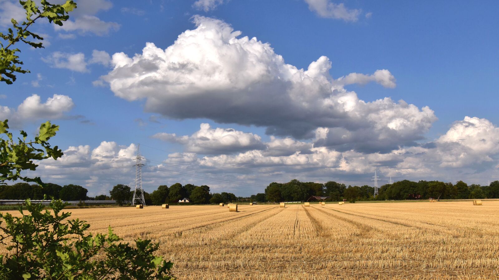 Nikon D5600 sample photo. Field, stubble, straw photography