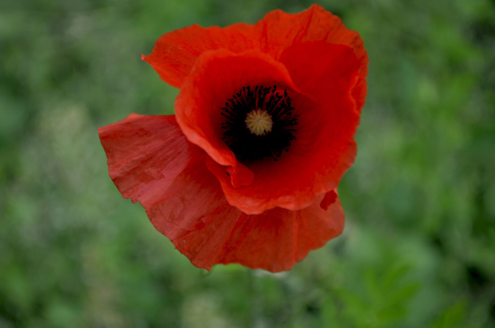 Nikon D5100 sample photo. Mack, red, black photography
