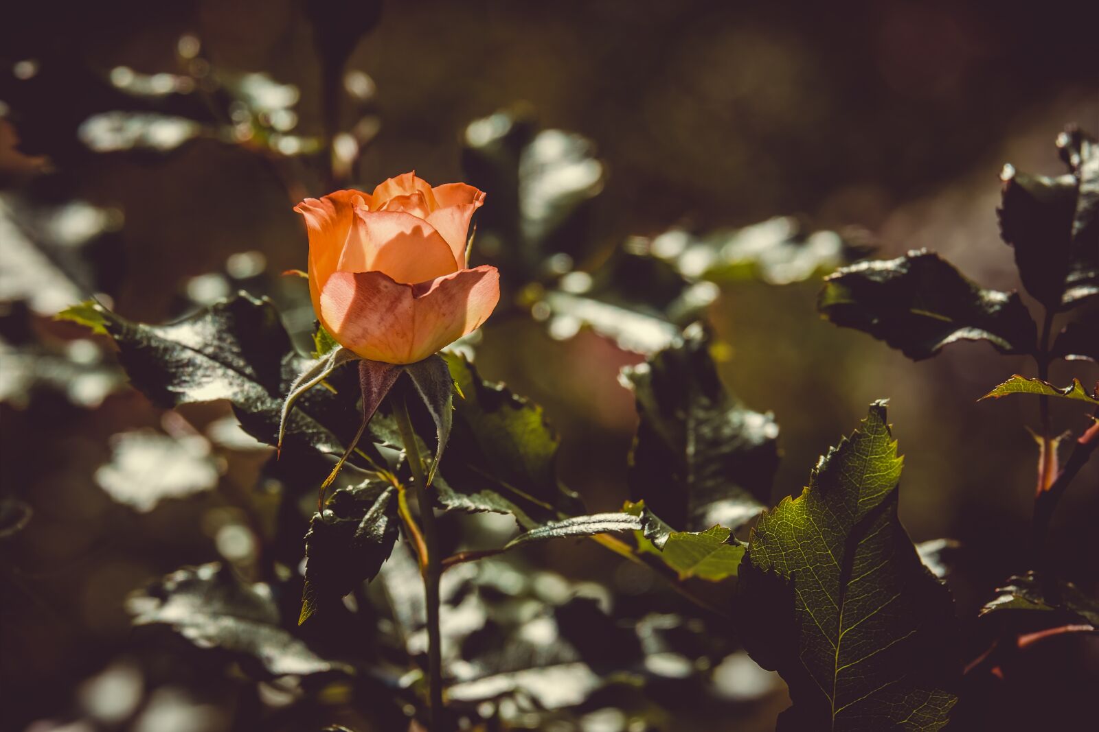 Fujifilm XF 55-200mm F3.5-4.8 R LM OIS sample photo. Rose, backlighting, flower photography