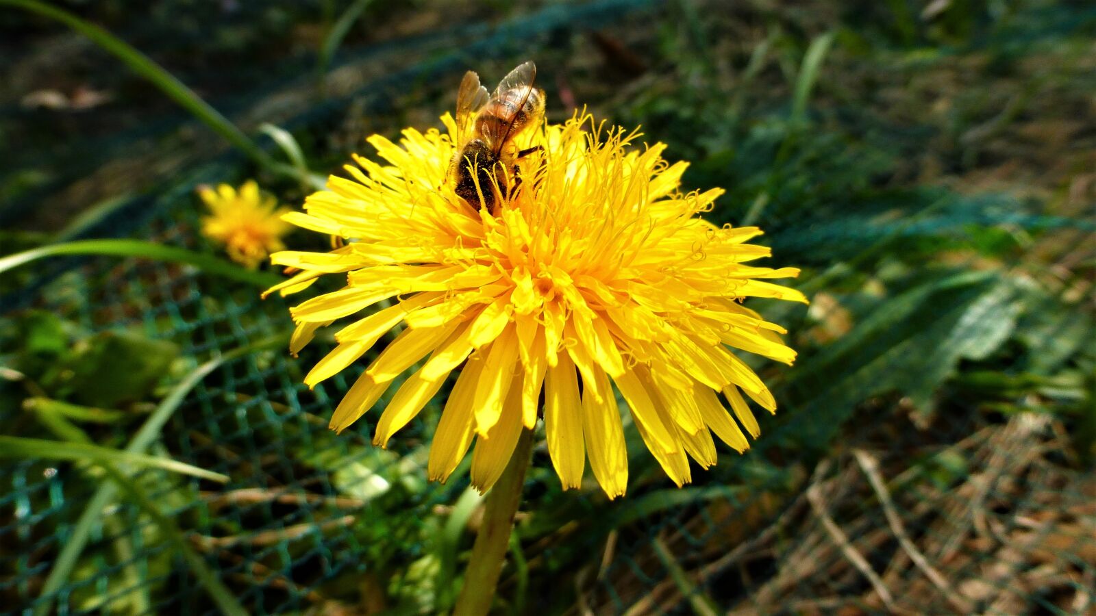 Panasonic Lumix DMC-ZS25 (Lumix DMC-TZ35) sample photo. Nature, yellow flower, tigist photography