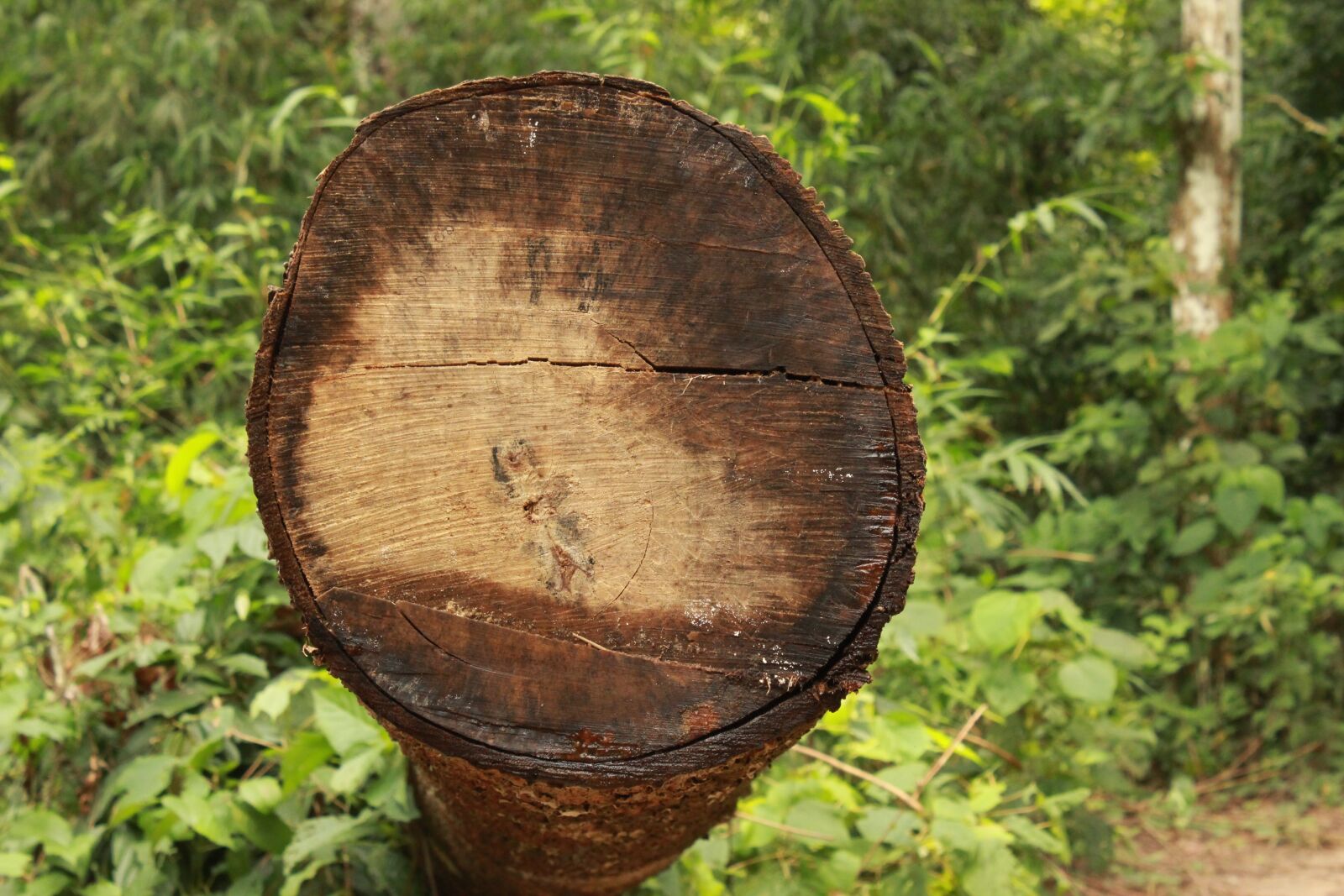 Canon EOS 600D (Rebel EOS T3i / EOS Kiss X5) sample photo. Tree, tree log, logging photography