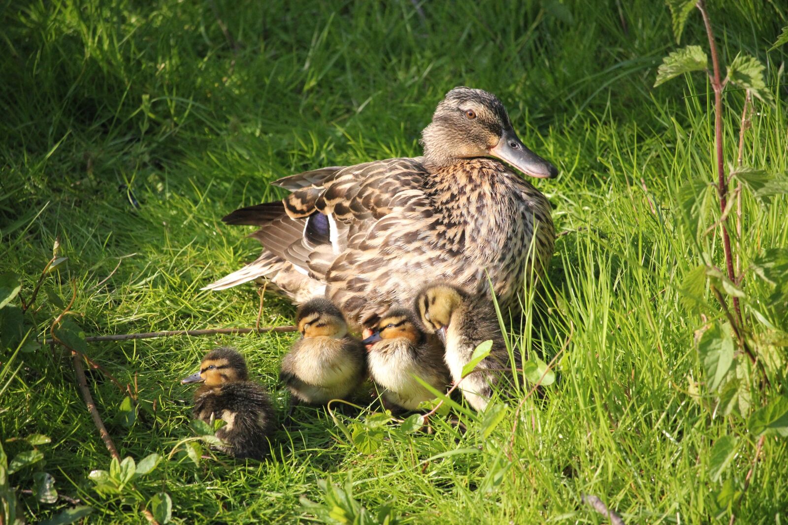 Canon EOS 550D (EOS Rebel T2i / EOS Kiss X4) sample photo. Motherly love, duck, nature photography
