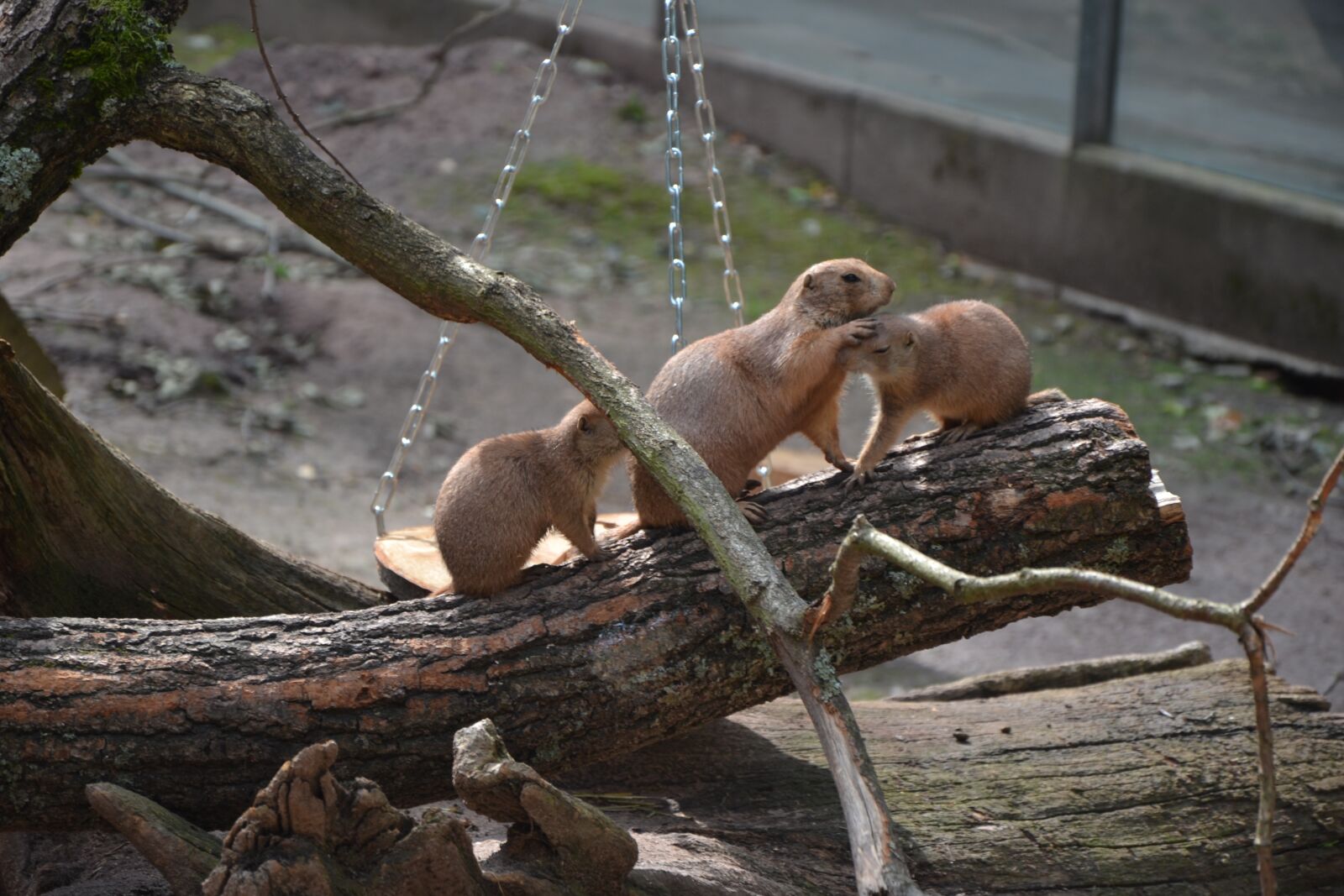 Nikon D3100 sample photo. Nature, wood, animal world photography