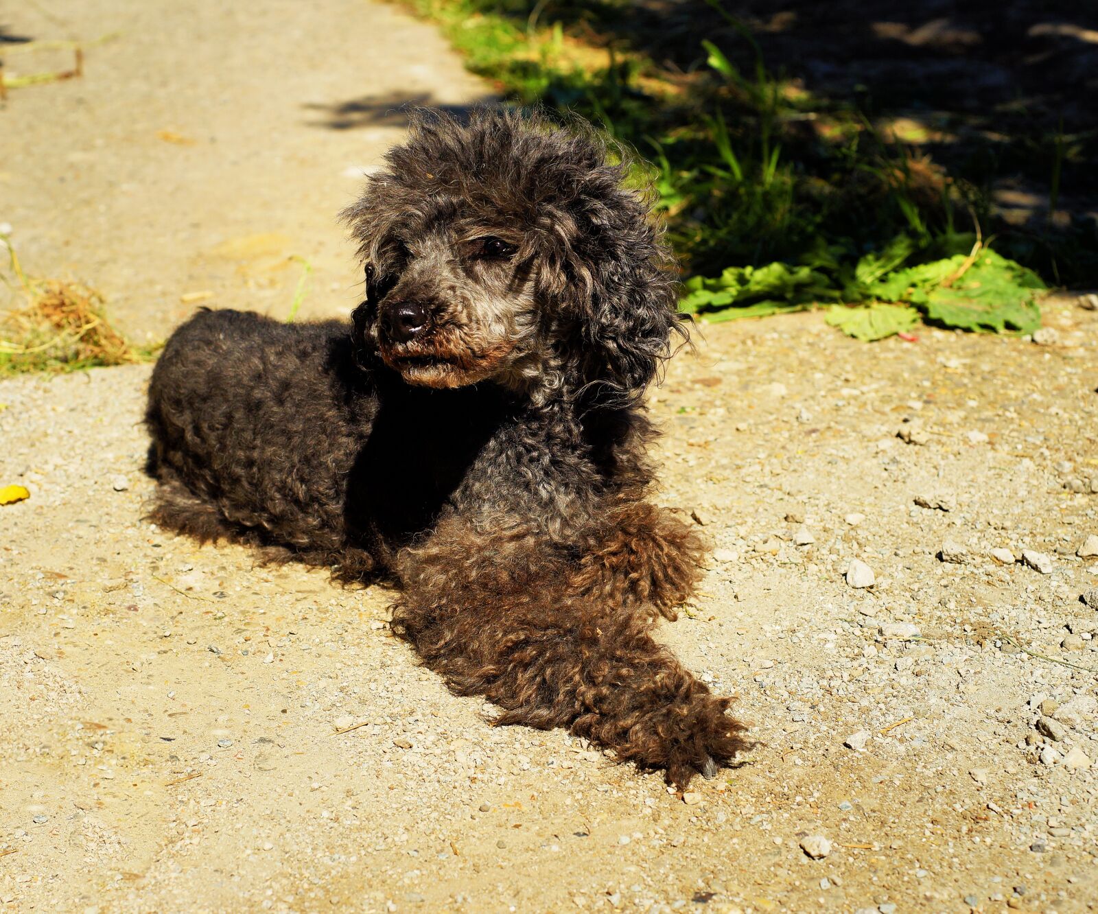 Sony a99 II sample photo. Dog, poodle, miniature poodle photography