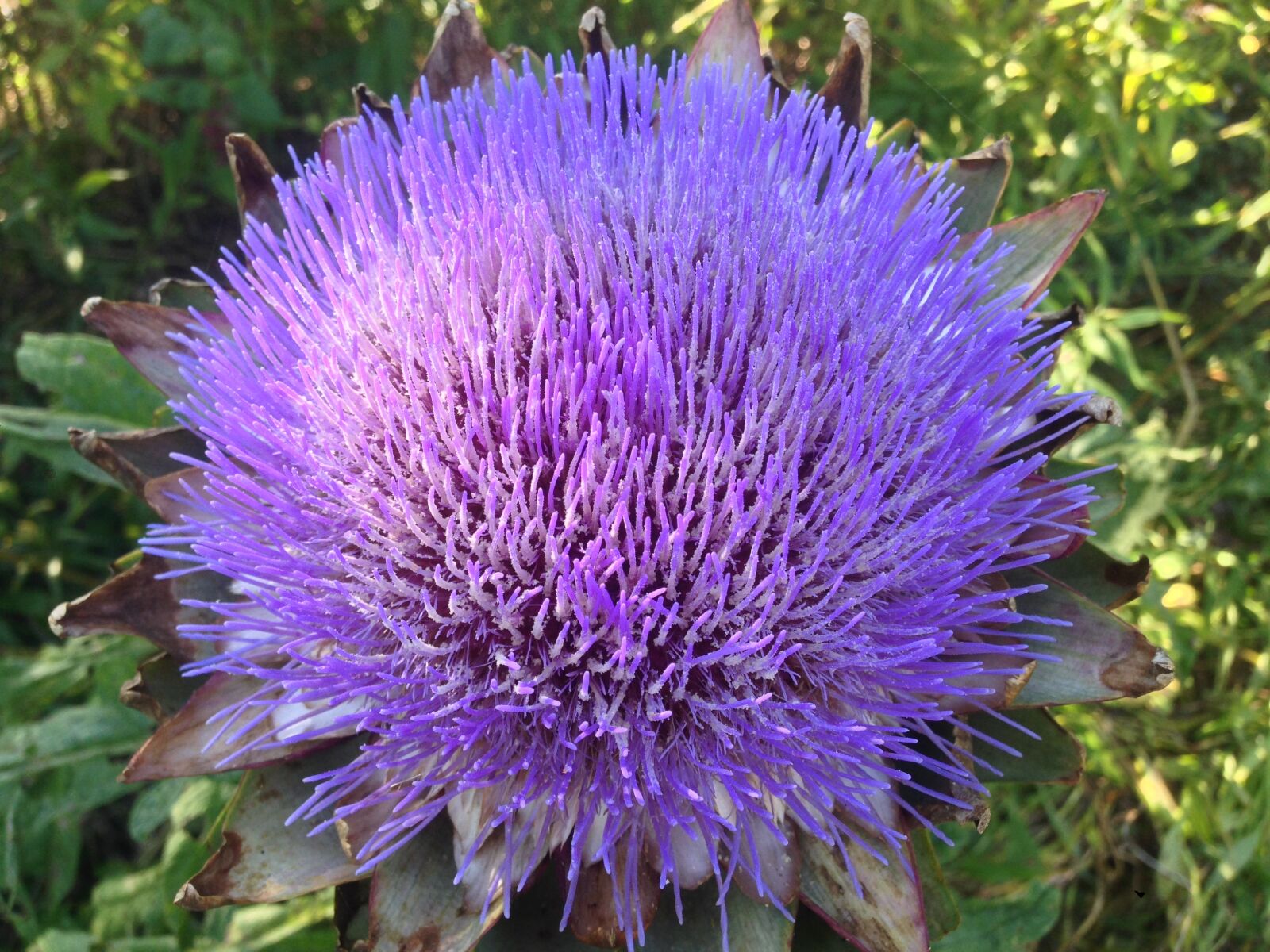 iPhone 5 back camera 4.12mm f/2.4 sample photo. Flower, artichoke, violet photography