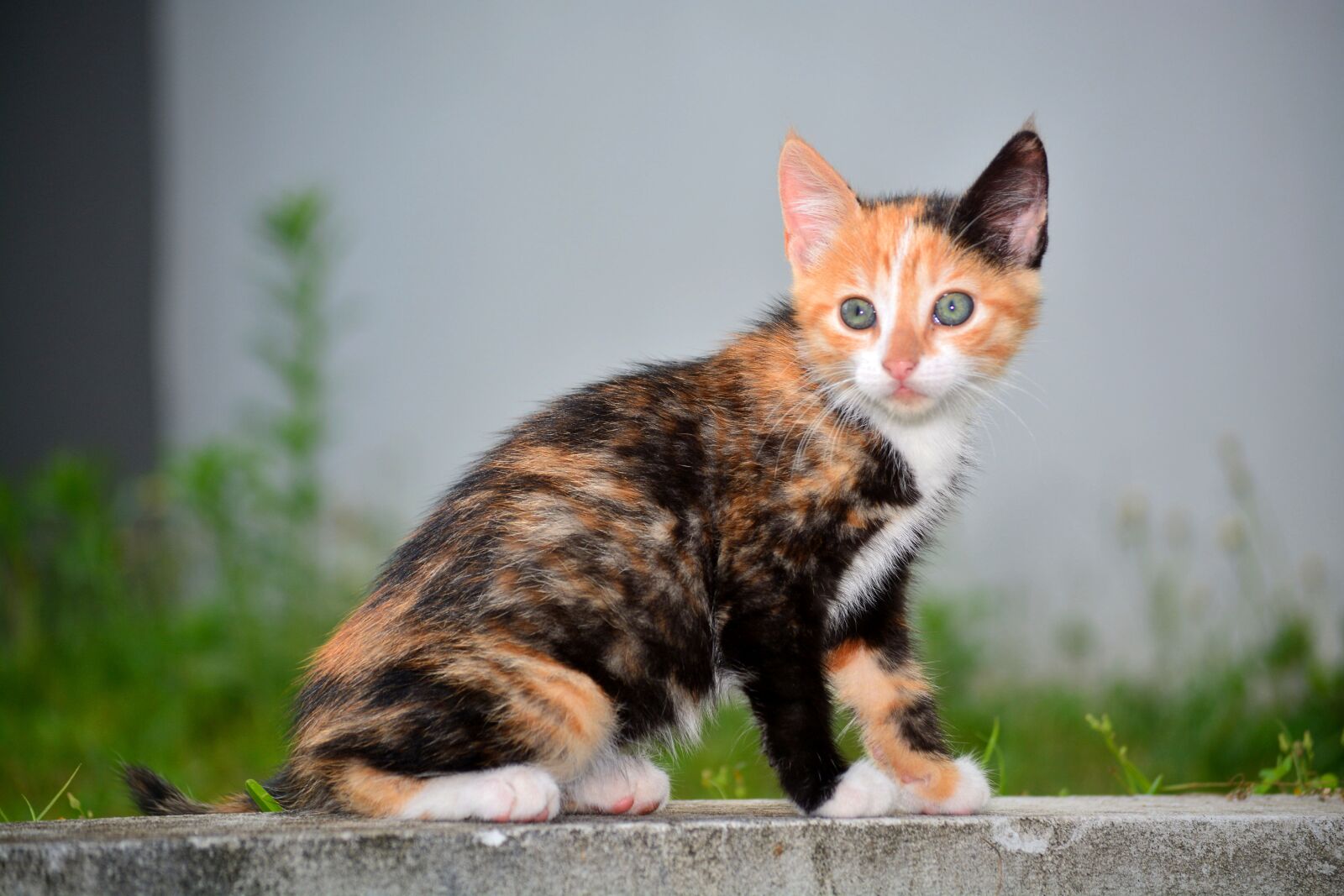Nikon D5200 sample photo. Cats, feline, animals photography
