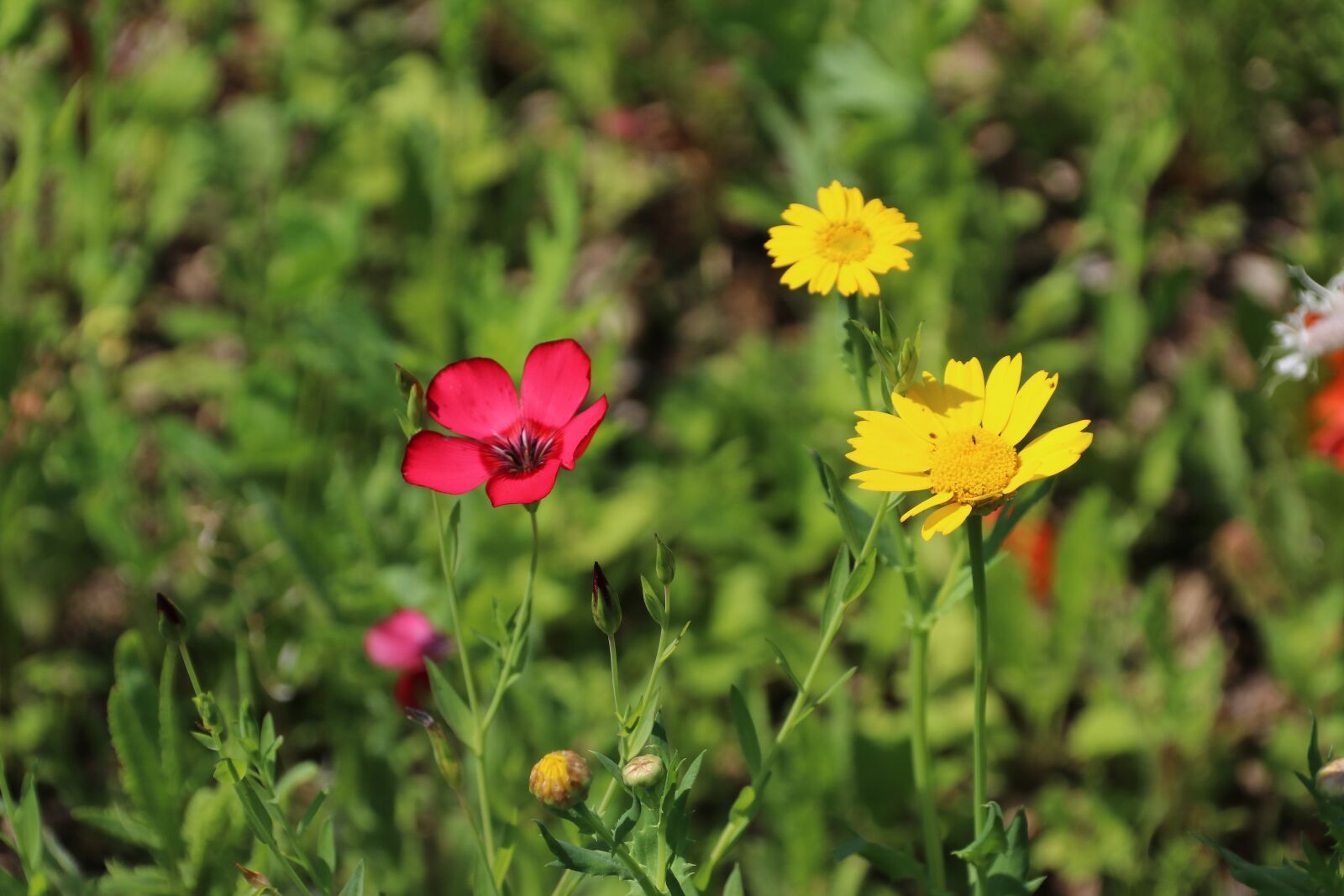 Canon EOS 80D sample photo. Flower meadow, flowers, nature photography
