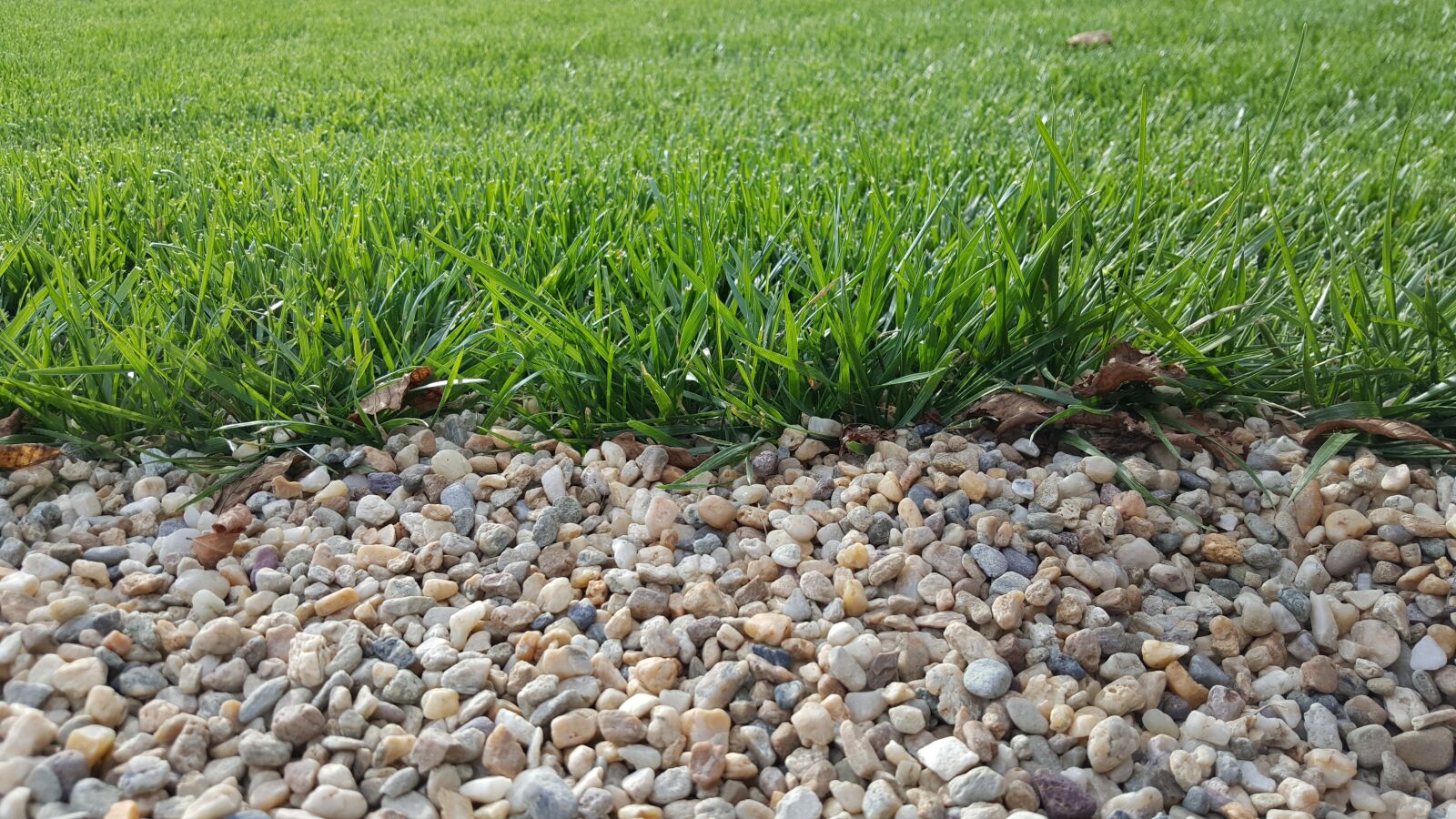 Samsung Galaxy S6 sample photo. Grass, gravel, nature photography
