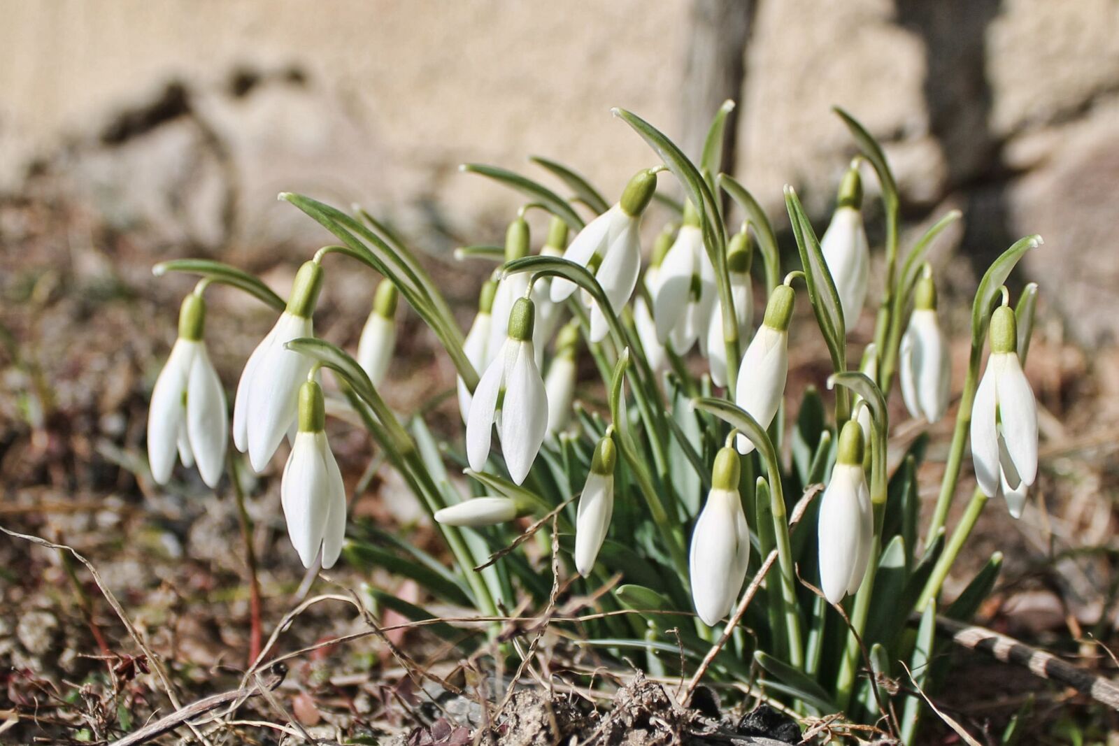 Canon EOS 1100D (EOS Rebel T3 / EOS Kiss X50) sample photo. Snowdrop, flowers, early bloomer photography