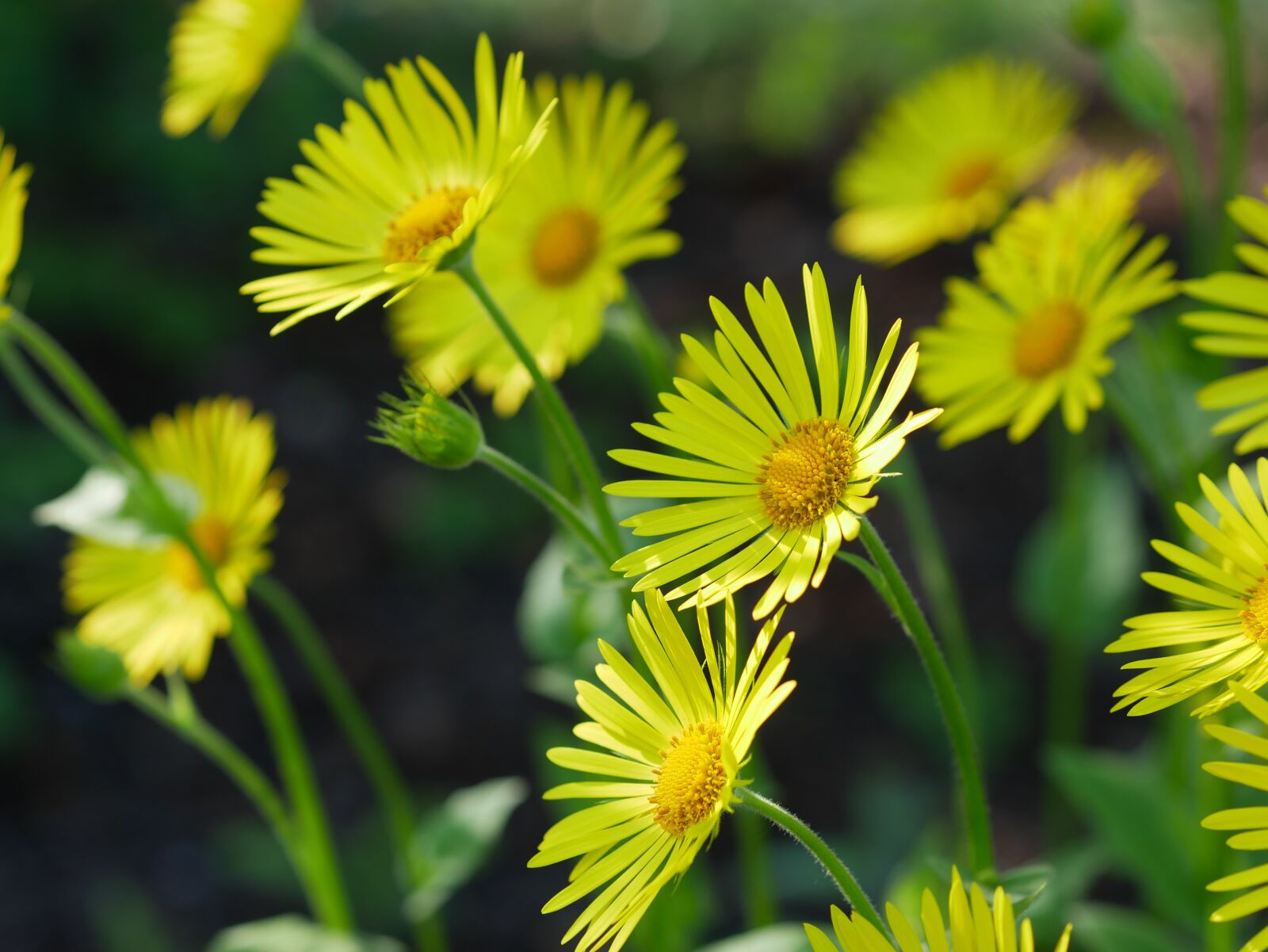 Panasonic Lumix DMC-GX85 (Lumix DMC-GX80 / Lumix DMC-GX7 Mark II) sample photo. Gämswurz, peucedanum, yellow photography