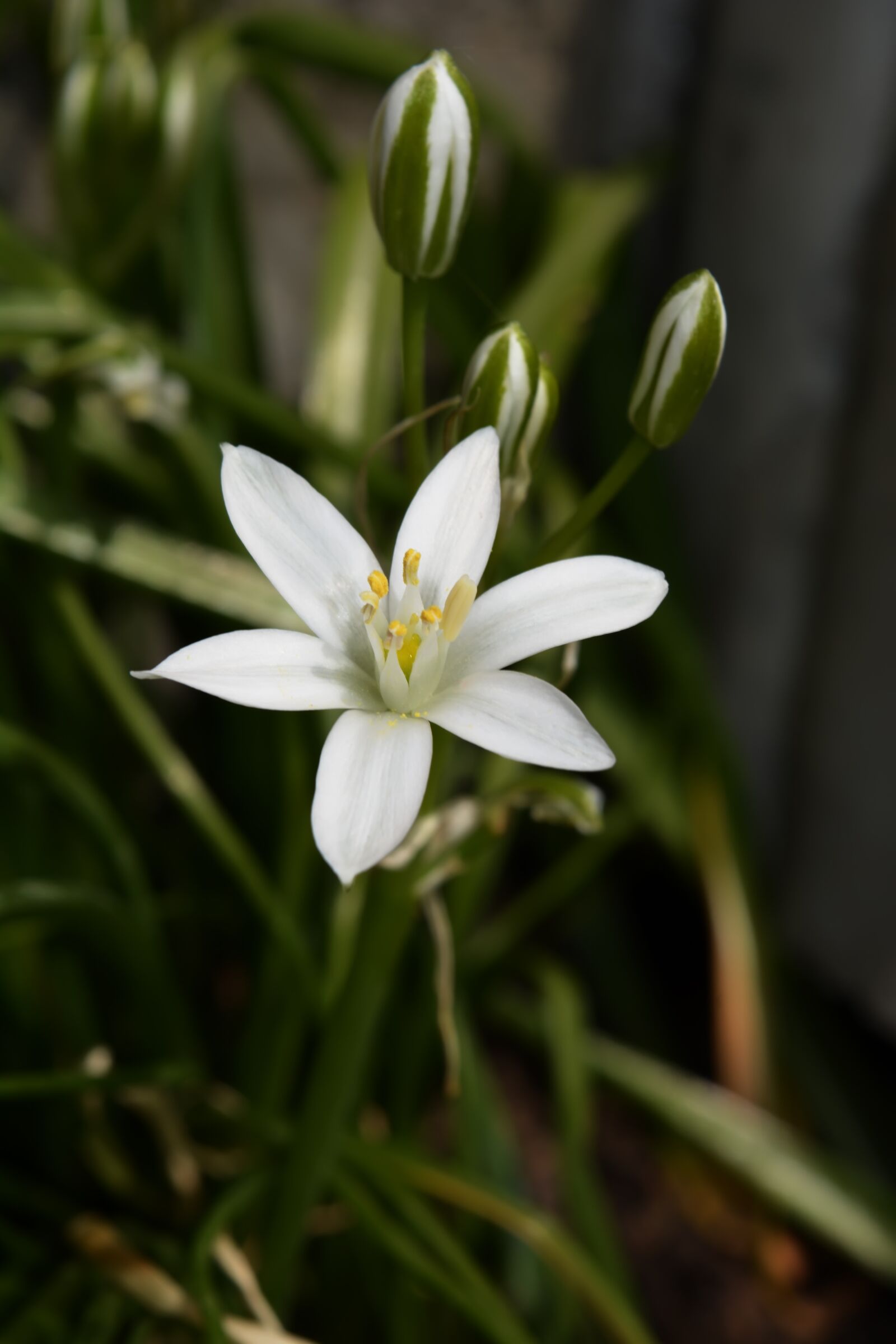 Nikon D5200 sample photo. Snowdrop, spring, flowers photography