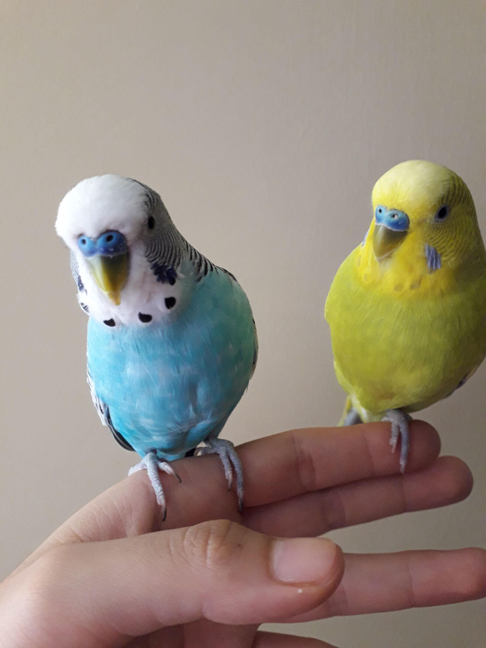 Samsung Galaxy J4 sample photo. Budgie, birds, cute photography
