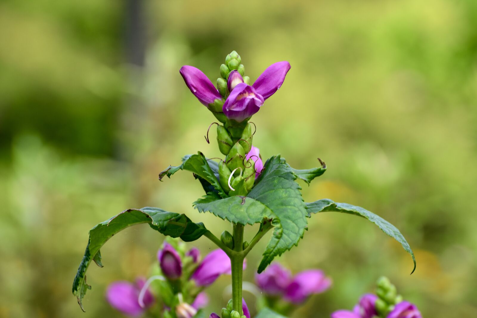 Nikon D3400 sample photo. Flower, garden, pink photography