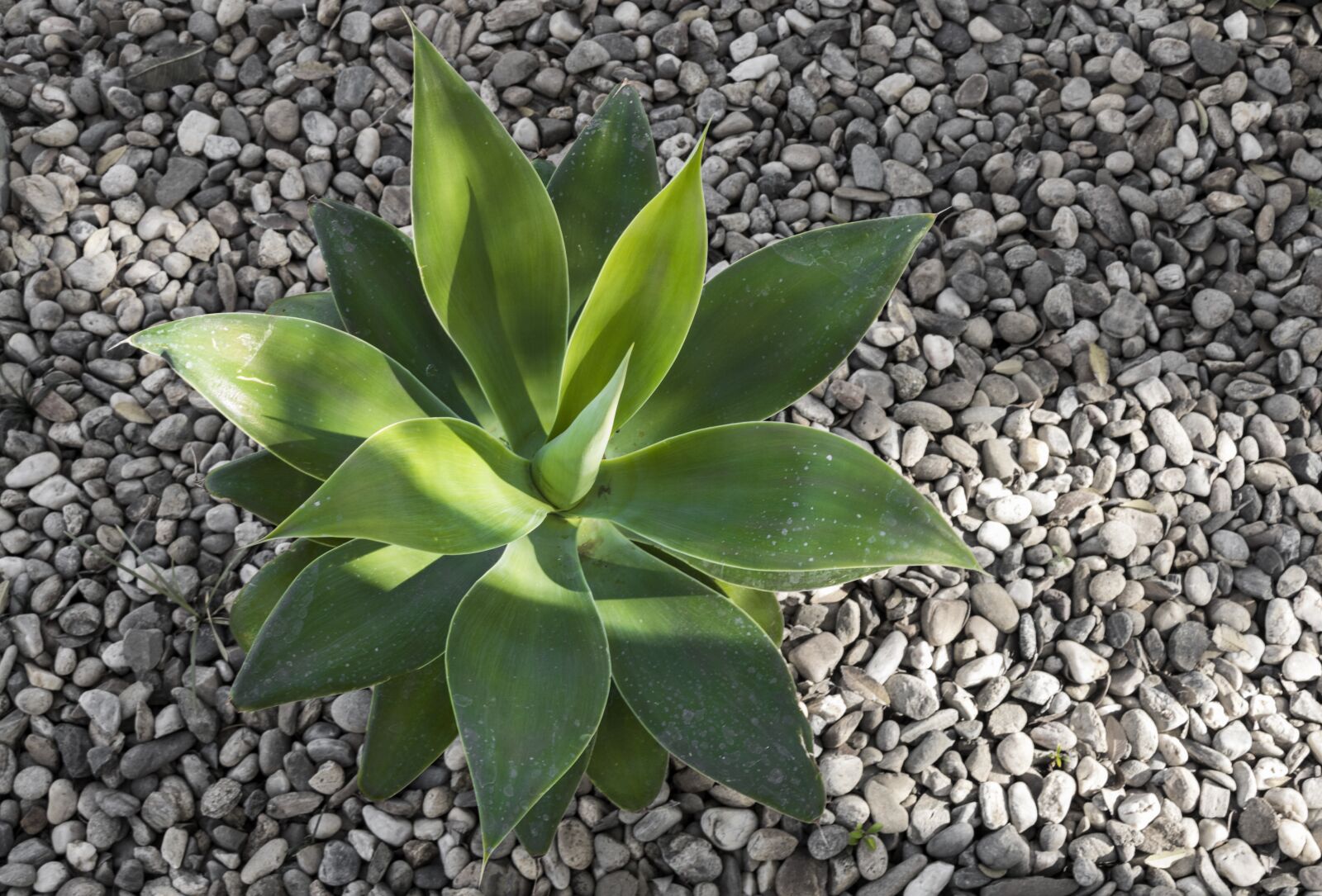 Canon EOS 750D (EOS Rebel T6i / EOS Kiss X8i) sample photo. Flora, nature, leaf photography