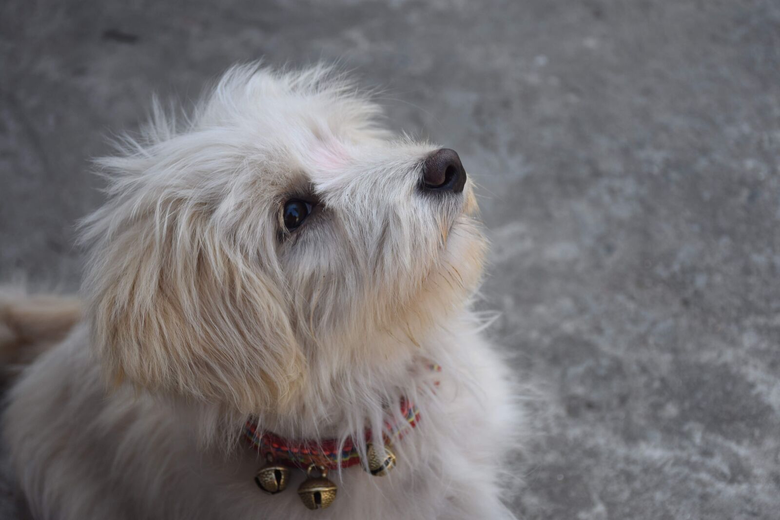 Nikon D7200 sample photo. Dog, lhasa apso, pet photography