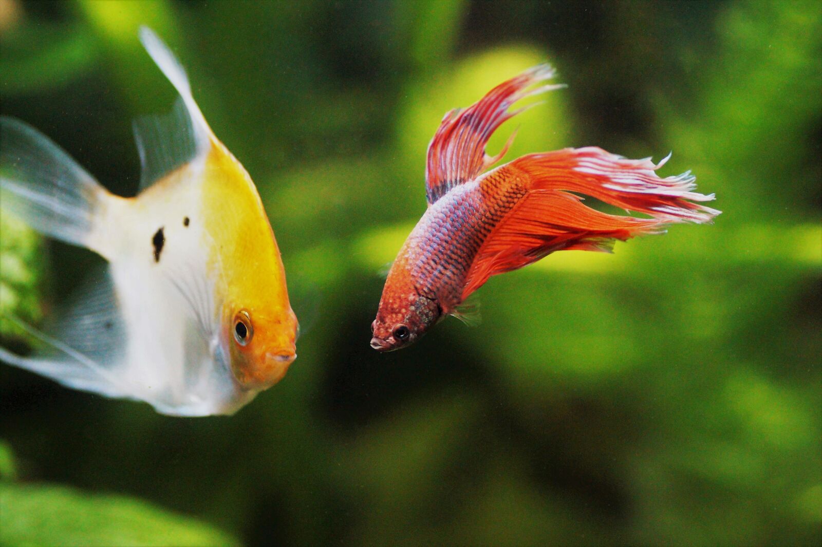 Sony SLT-A58 sample photo. Skalára, yellow, betta photography