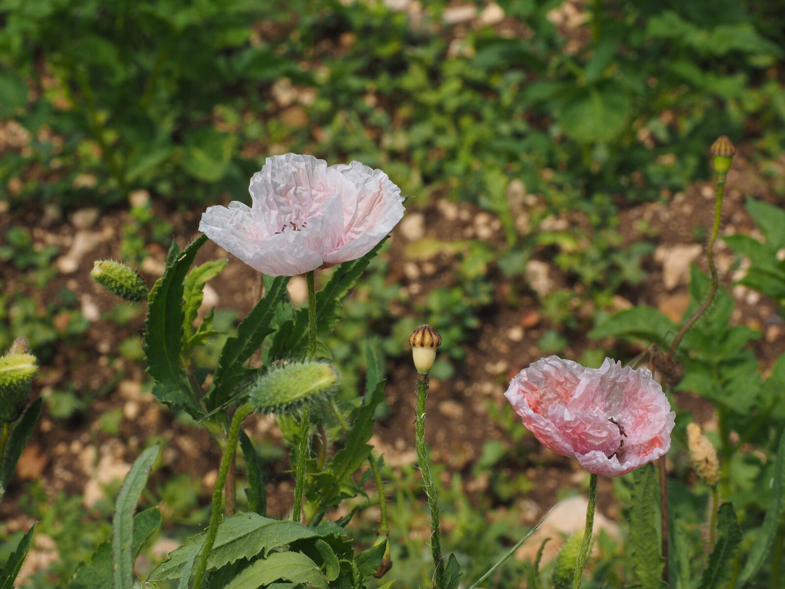 Olympus OM-D E-M1 + Olympus M.Zuiko Digital ED 12-40mm F2.8 Pro sample photo. Poppy flower, pink, light photography