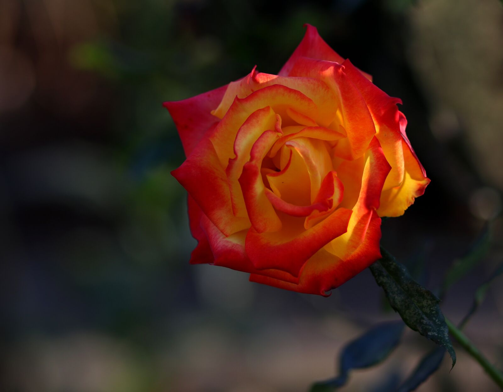 Canon EF 85mm F1.8 USM sample photo. Rose, yellow, red photography
