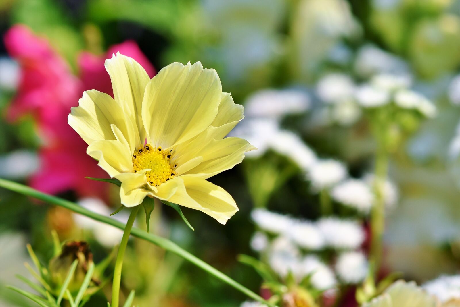 Nikon D7200 sample photo. Cosmea, kosmee, flower photography