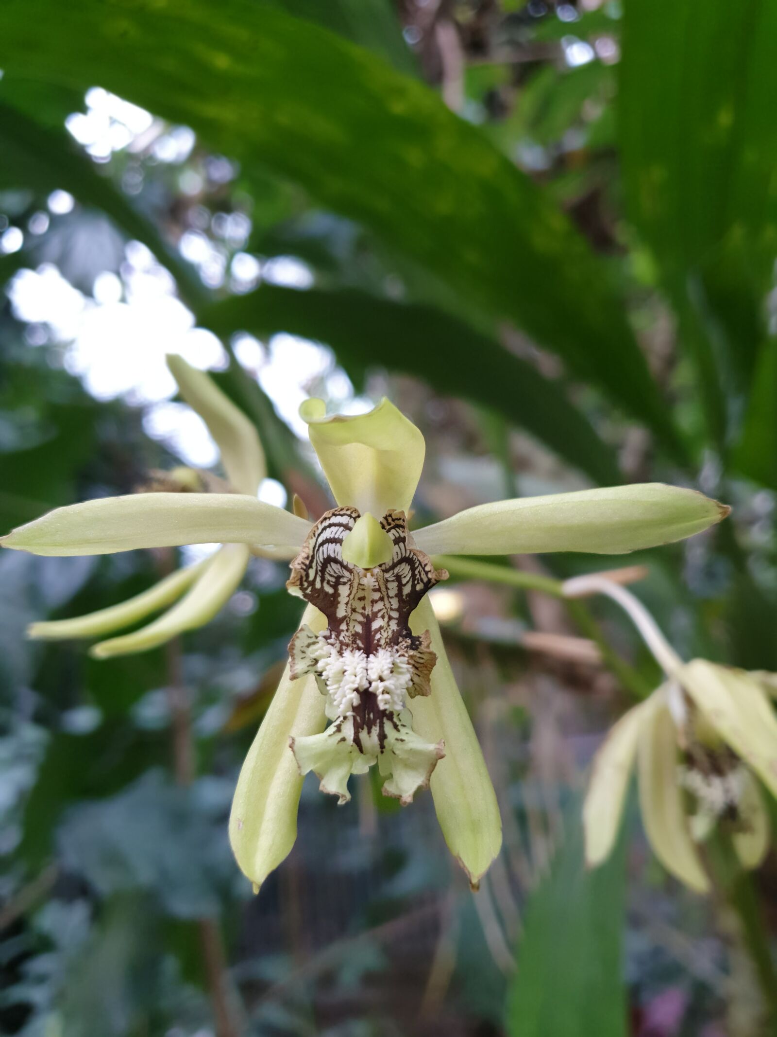 Samsung Galaxy S9 sample photo. Orchid, orchidee, yellow photography