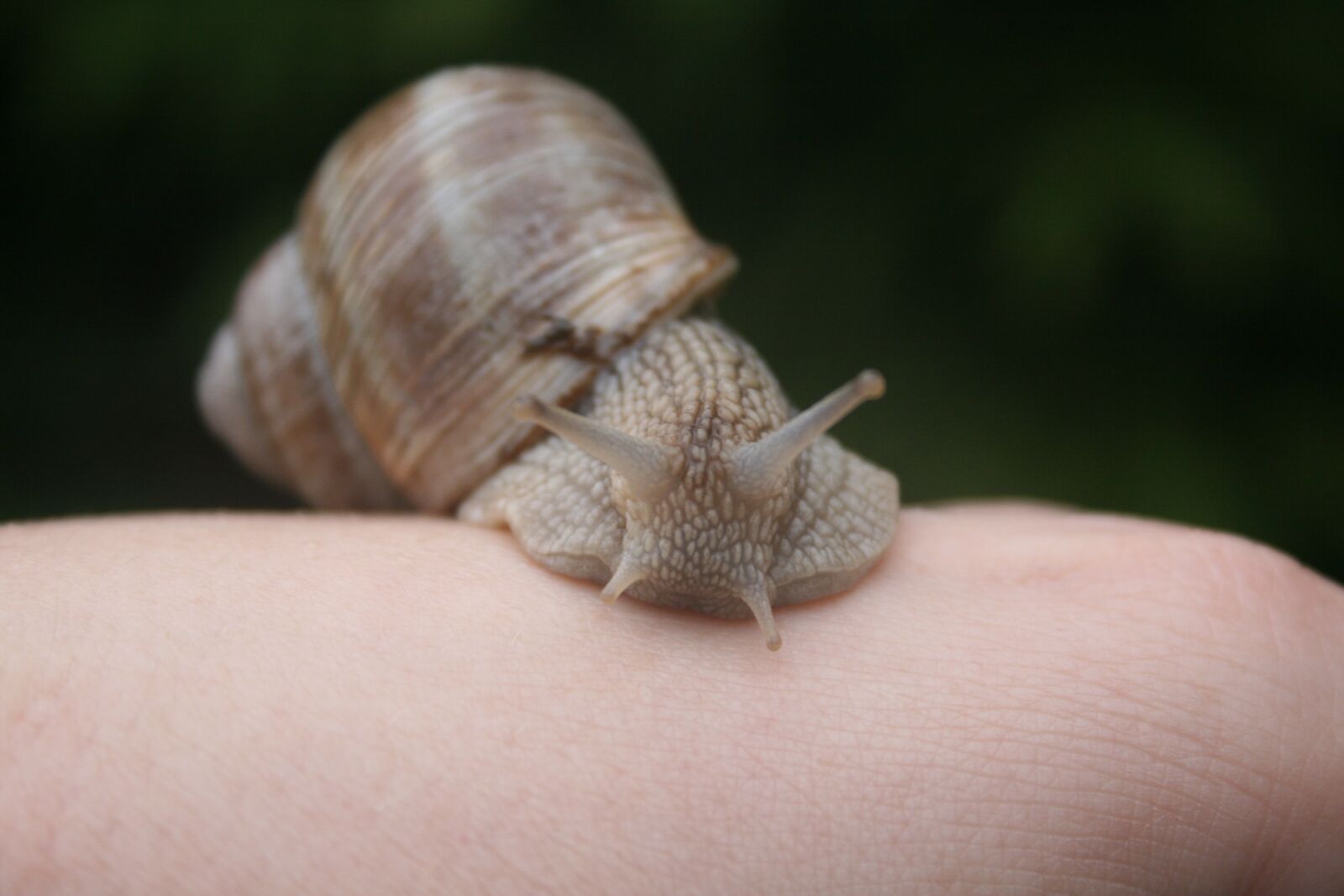 Canon EOS 400D (EOS Digital Rebel XTi / EOS Kiss Digital X) sample photo. Snail, molluscum, molluscs photography
