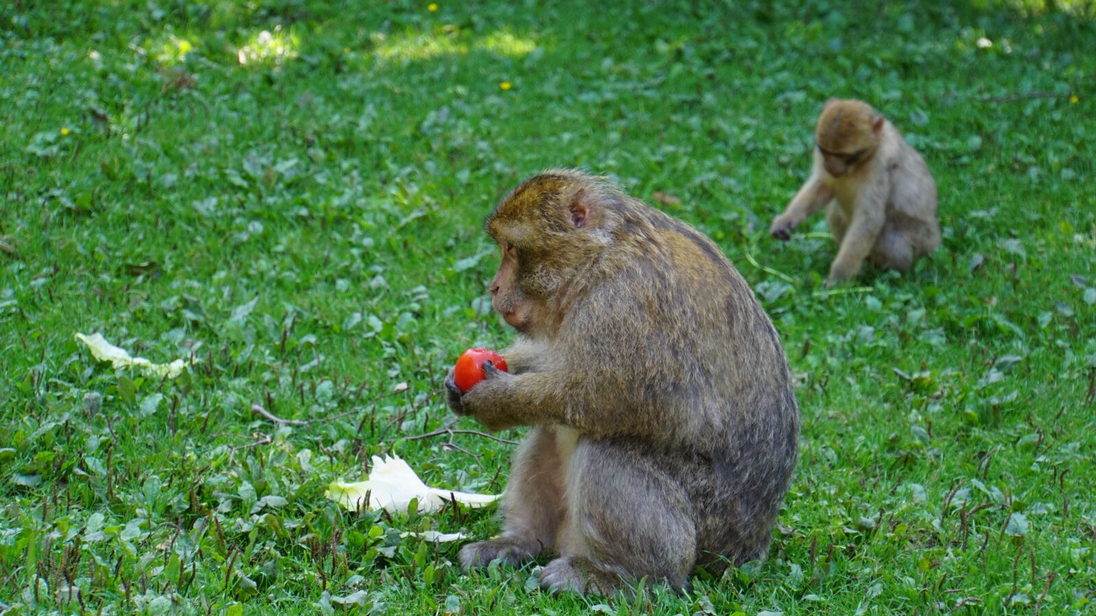 Sony E 18-200mm F3.5-6.3 OSS LE sample photo. Berber monkeys, ape, tomato photography