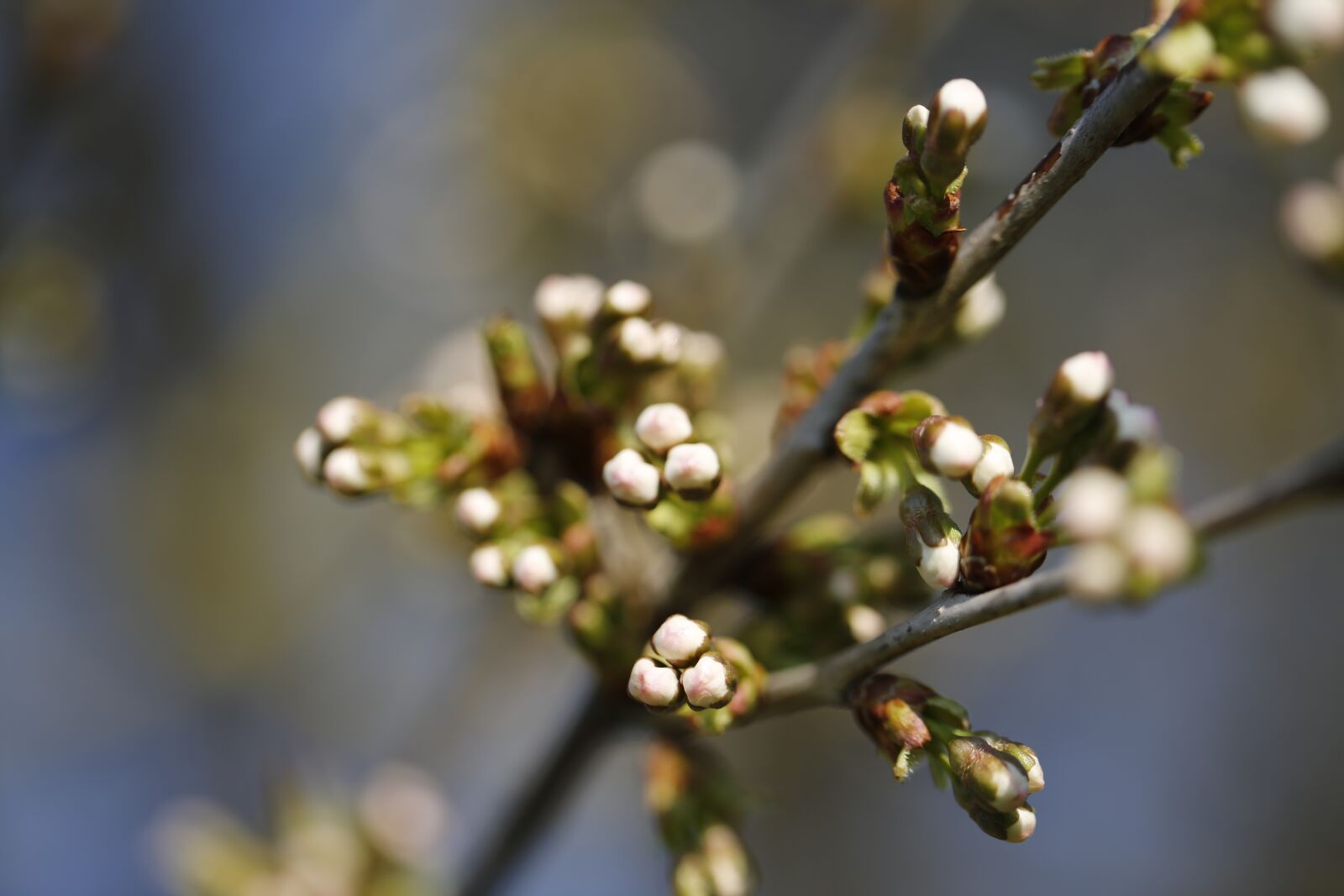 Canon EF 100mm F2.8L Macro IS USM sample photo. Spring, engine, scion photography